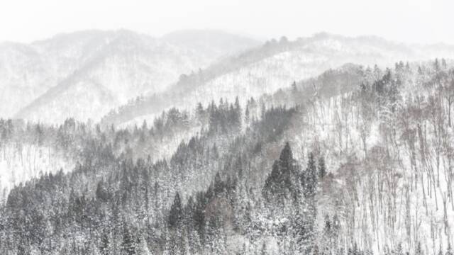 積雪　越冬